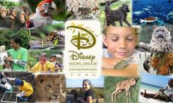Disney Worldwide Conservation Fund