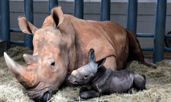 Baby White Rhinoceros Welcomed At Disney's Animal Kingdom