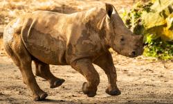 Ranger the Baby Rhino Makes His Theme Park Debut