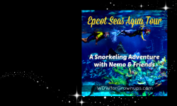 Snorkeling With Nemo & Friends At The Epcot Seas Aqua Tour