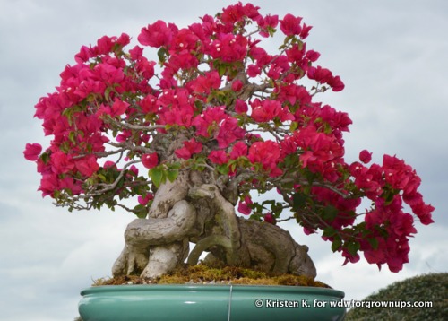 40 Year Old Bougainvillea Bonsai