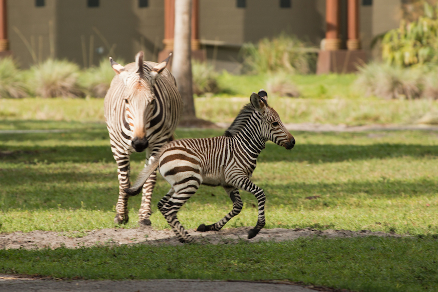 Baby Zebra Born at Disney's Animal Kingdom Lodge