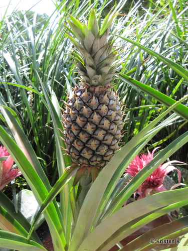 Pineapple Plant at the Epcot Festival Center