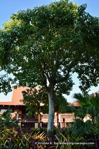 Polynesian Village Kukui Tree