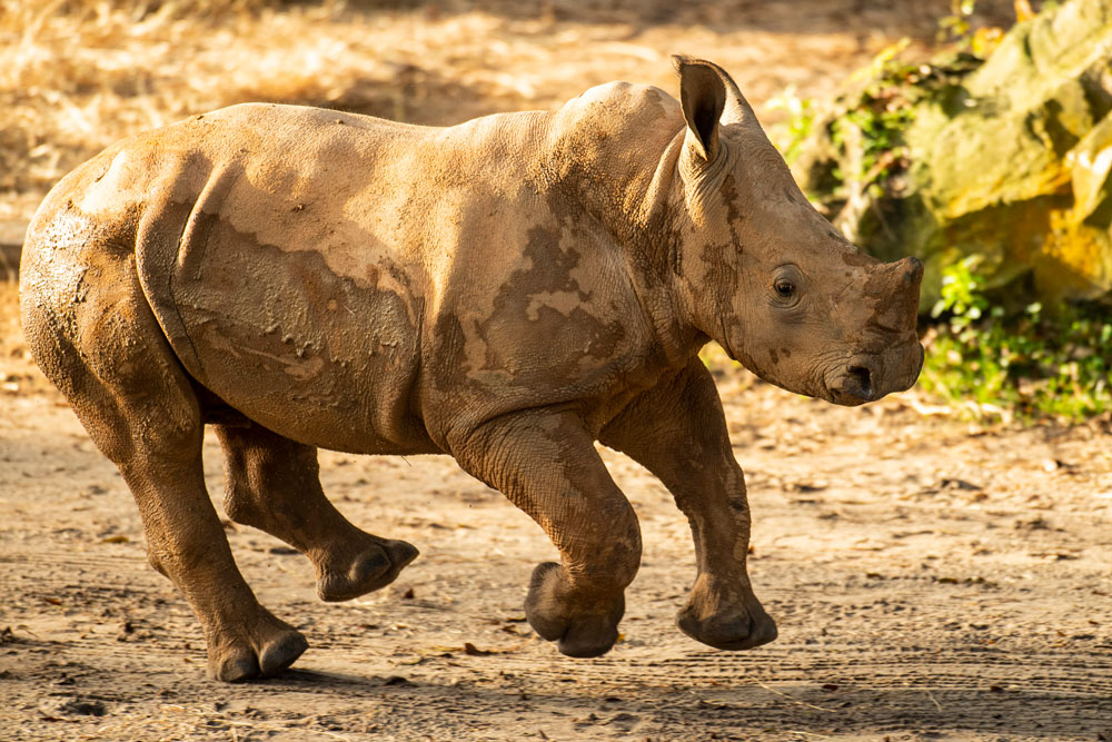 Ranger the Baby Rhino Makes His Theme Park Debut