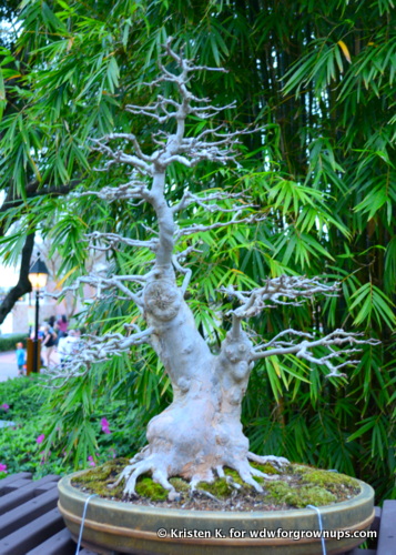 Trident Maple Bonsai