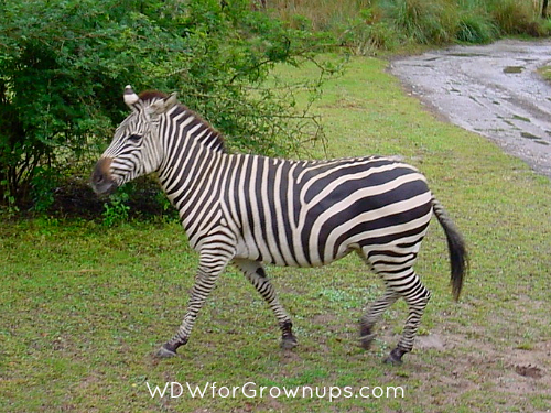 No More Zebras On This Safari