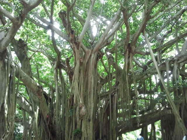gorgeous banyon tree