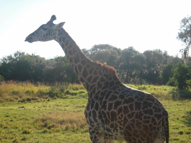 ak_giraffes.jpg