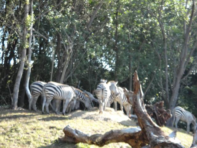 ak_zebras.jpg
