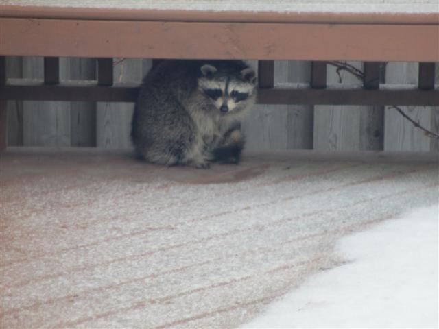 christmas_visitor_small.jpg