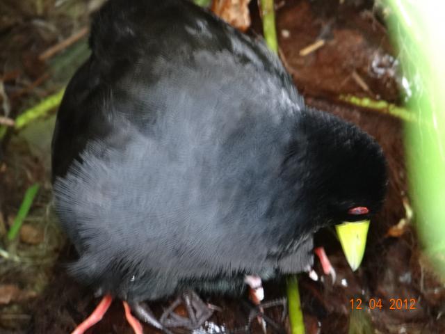 See the two little yellow beaks and the black feet?