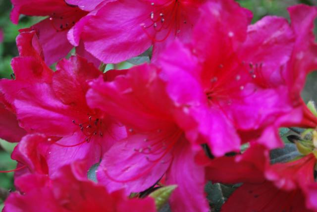 Azaleas at Magnolia Plantation 