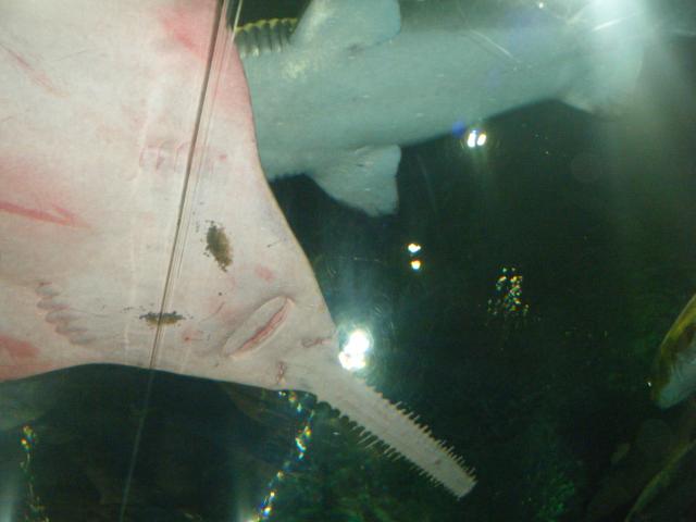 Smiley swordfish 