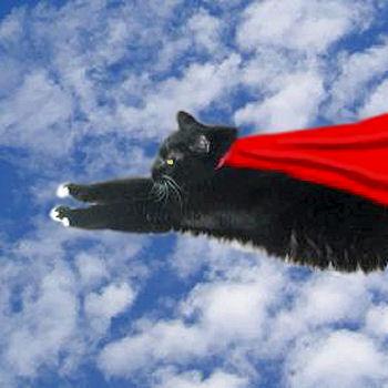 flying_supercatenl.jpg