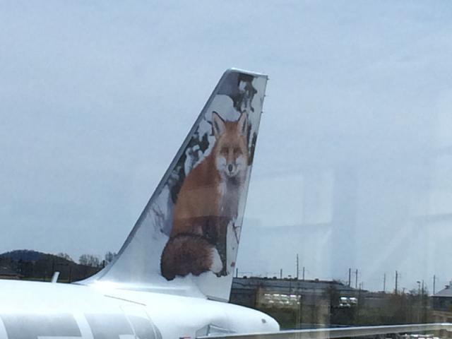 foxyplane.jpg