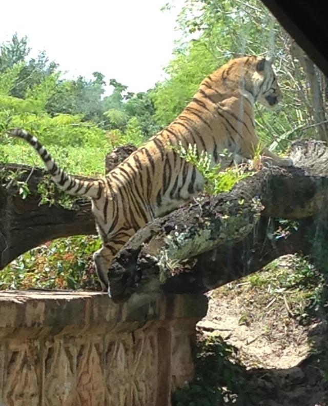 Testy Tiger--getting ready to pounce on his buddy