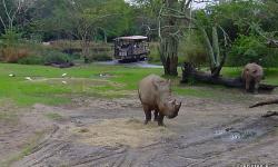 Get Up Close With Rhinos At Disney's Animal Kingdom