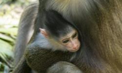 Baby Mandrill Arrives at Disney's Animal Kingdom