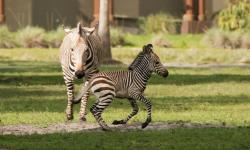 Baby Zebra Born at Disney's Animal Kingdom Lodge