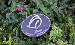 Disney's Butterfly Conservation At Walt Disney World