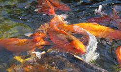 Epcot's Japan Pavilion Koi Pond