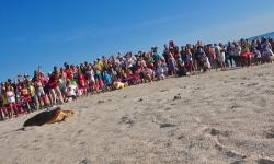 Baby Sea Turtles Hatch at Disney’s Vero Beach Resort 