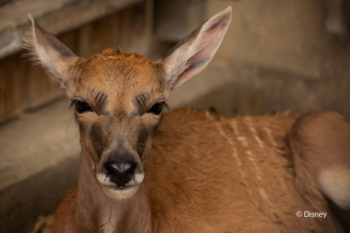 Doppler The Baby Eland