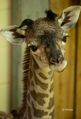 Nw Baby Masai Giraffe