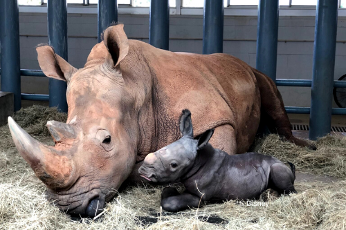 Baby White Rhinoceros Welcomed At Disney&amp;#039;s Animal Kingdom