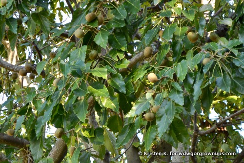 Kukui Nuts Growing