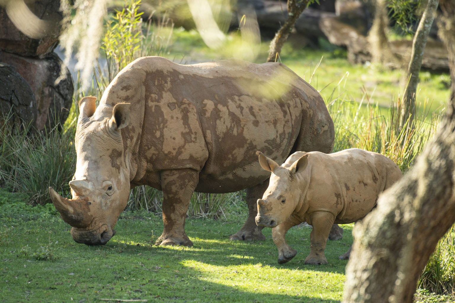 See Ranger The Rhino Calf And His Crash